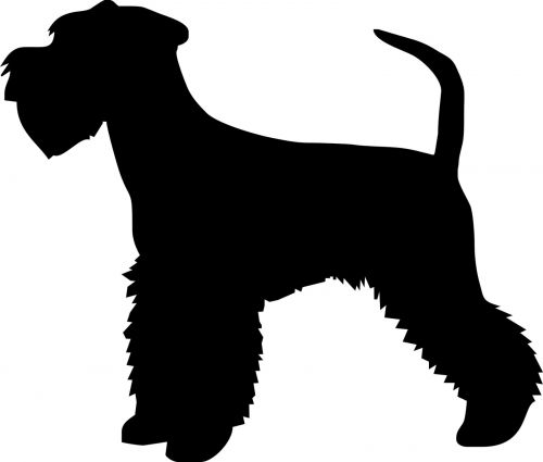 Pies mały wys. 40 cm. - rasa mini sznaucer - mdf malowany czarny